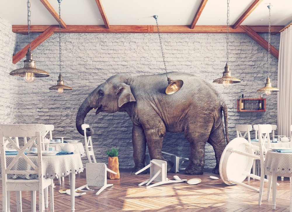 Elefant – Veränderung